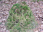 Óriás hangyaboly