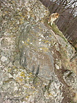 Nagy lábú & Vándor