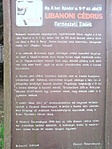 Cédrus