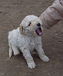kiskuty