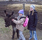 Árva kisszamár.
