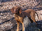 Jocó