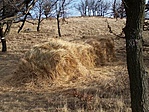Vadeledel