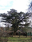 A cédrus