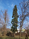 Egy fenyő