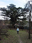 Cédrussal