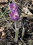 Kökörcsin (pulsatilla)