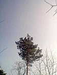 erre-arra