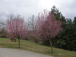 Tavasz