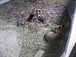rókakoma