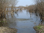 Árad a Tisza