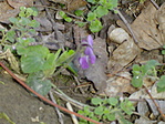 ibolya