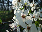 Tavasz