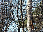 Mókuska