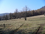 Rét