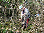 Dzsungelharc.