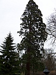 Mamutfenyő