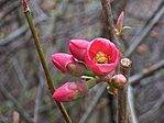 Japán birs