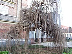 Szomorú