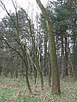 Odabenn