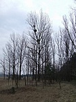 Gyöngyös