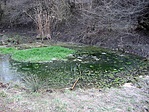Forrás