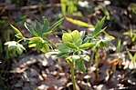 Helleborus odorus (Illatos hunyor)