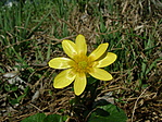Salátaboglárka