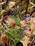 Bársonyos tüdőfű (Pulmonaria mollis) már fent a gerincen