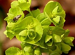 Erdei kutyatej (Euphorbia amygdaloides)