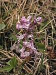 Odvas keltike (Corydalis cava)