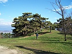 Fenyőfák