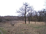 Tisztás