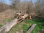 Kidőlt fa