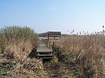 Madárfigyelő
