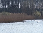 Riadalom
