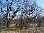 Közeli tisztás