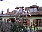 Wekerlei magnólia