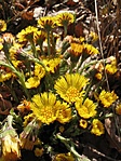 Martilapu