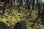 Szembefény