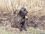 Őrző-védő