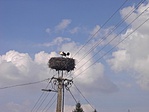 gólyák