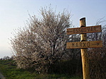 Tavaszias