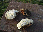 Közelebbről