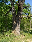 A nagyfa délről
