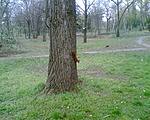 mókus1