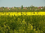 Repceföld