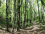 Az erdő