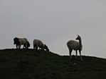 A láma