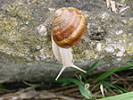 Csiga
